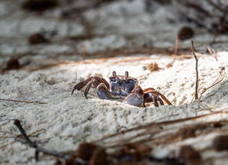 sand crabs on the beach near the sea on a sunny day on one of the Seychelles islands