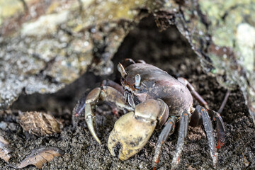 sand crabs on the beach near the sea on a sunny day on one of the Seychelles islands