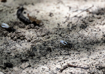 sand crabs on the beach near the sea on a sunny day on one of the Seychelles islands