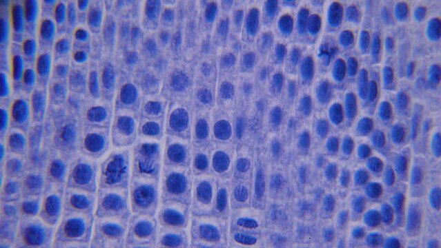 Intensive growth zone of plant. Onion root under microscope. Magnification of thousand times, 1000X. Multiple cell nuclei. Smooth focus and movement with maximum optical zoom