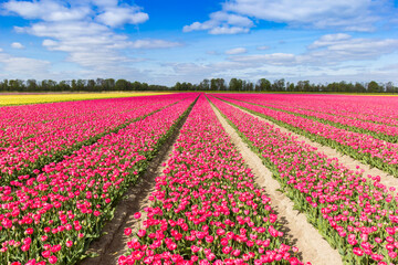Field of vibrant purple tulips in springtime in The Netherlands - obrazy, fototapety, plakaty