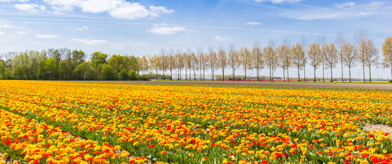 Panorama of red and yellow tulips in The Netherlands