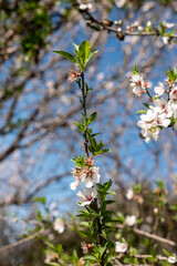 tree blossom