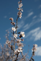cherry blossom in spring