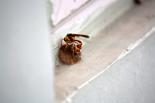 Red-and-yellow potter wasp or mason wasp (Delta pyriforme) laying eggs : (pix Sanjiv Shukla)