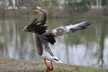 goose in flight