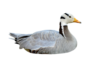 Mallard Duck with clipping path. Colorful wild duck isolated on white background