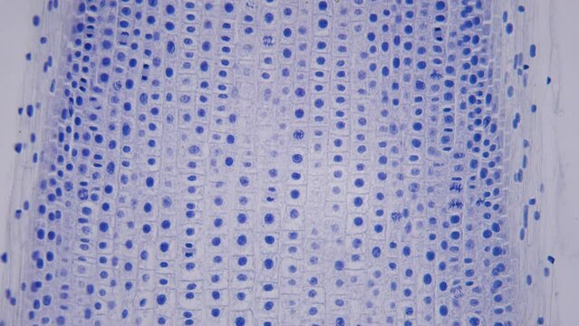 Growing tip of a thin root under a microscope. Longitudinal section of an onion root. 400x magnification. Smooth movement and focus. HQ Internal structure