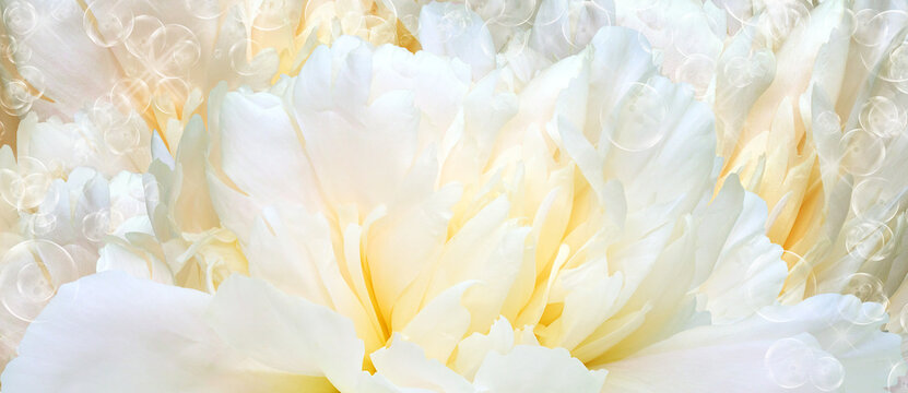 Floral  yellow background.  Peony  flower and petals flowers. Close-up.   Nature.