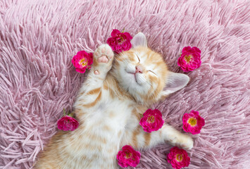 cute red kitten lies on his back and sleeps soundly on a pillow, with rose flowers around him....