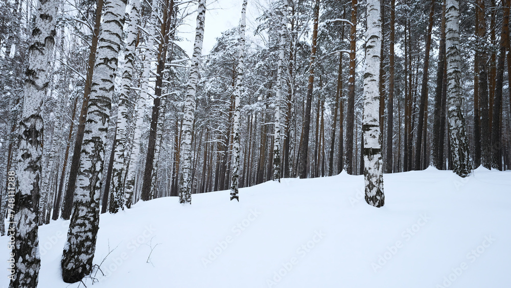Poster circular view of winter forest. media. overview of wild forest with many tree trunks on winter day. 