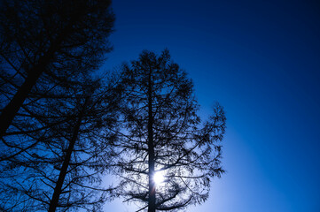 蒼い空と針葉樹