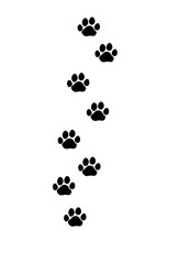 black cat tracks on a white background
