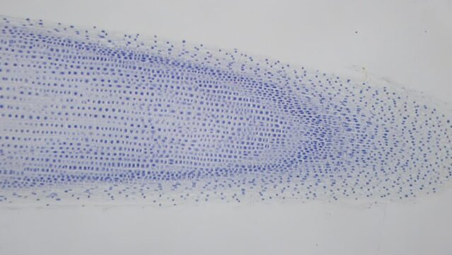 Intensive growth zone of plant. Onion root under microscope. Magnification of 4 hundred times, 400X. Multiple cell nuclei. Smooth focus and movement