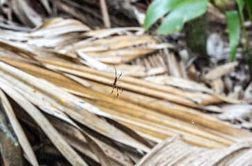 a large black and red spider in natural conditions on a sunny day on one of the Seychelles islands