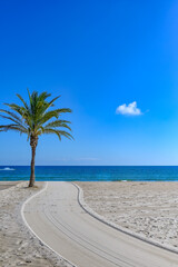 Palm tree in the sand of San Juan Beach in Alicante, Spain