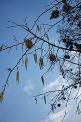 Corylus colurna  in bloom