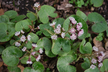 Petasites pyrenaicus