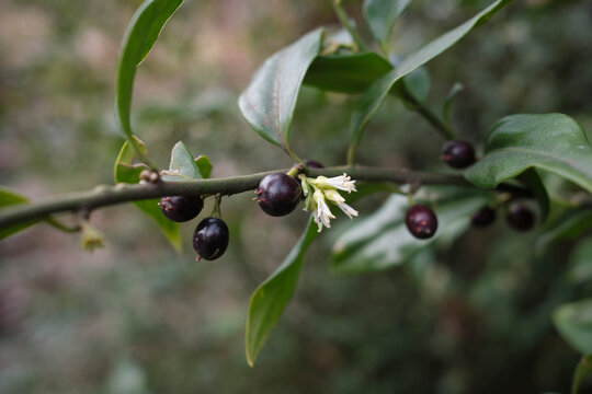 Sarcococca confusa 