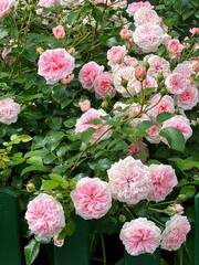 Beautiful rose bush with pink flowers on the green fence. 