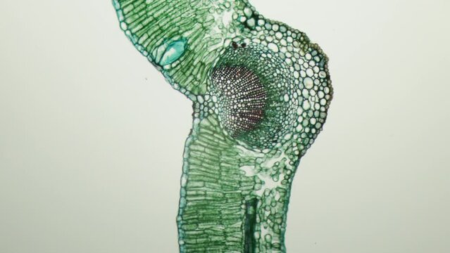 Microbotany. Cross section of green leaf under microscope, 100x magnification. Vegetative organ of plant whose main functions are photosynthesis, gas exchange and transpiration
