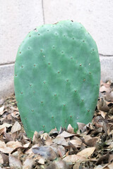 Edible salad-green paddle of Nopales cactus growing in Arizona backyard