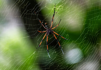 a large black and red spider in natural conditions on a sunny day on one of the Seychelles islands