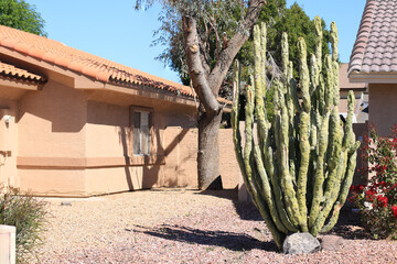 Xeriscaping with Totem Pole cacti, boulders and gravel, Phoenix, Arizona