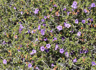 Close up of Purple Mexican Petunia; natural floral background