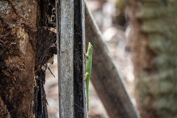 green lizard in natural conditions on a sunny day on one of the Seychelles islands