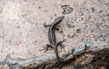 green lizard in natural conditions on a sunny day on one of the Seychelles islands