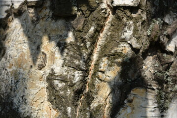 Old birch trunk, wooden background of white and black, excellent screensaver