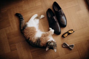 spotted cat lies on the floor next to men's accessories, details of the groom, top view