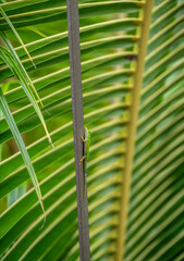 green lizard in natural conditions on a sunny day on one of the Seychelles islands