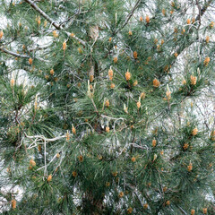 Baby Pine Cones Covering Fir Tree in Spring