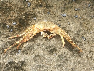 Crab on Beach at Playa Puerto Nuevo 