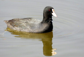 The Eurasian coot swimming in water. The Eurasian coot, also known as the common coot, or...