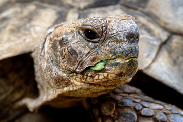 Facial Portrait of Mediterranean Spur Thighed Tortoise
