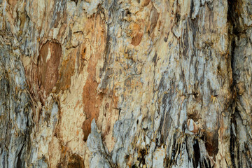 Detail of tree bark with different shades of grey, yellow and orange
