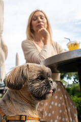 Small Shih Tzu dog sits at table in cafe supervised by blonde mature woman. Cute Shih Tzu dog waits...