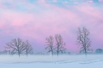 Winter landscape of bare trees at dawn in a rural setting, Michigan, USA