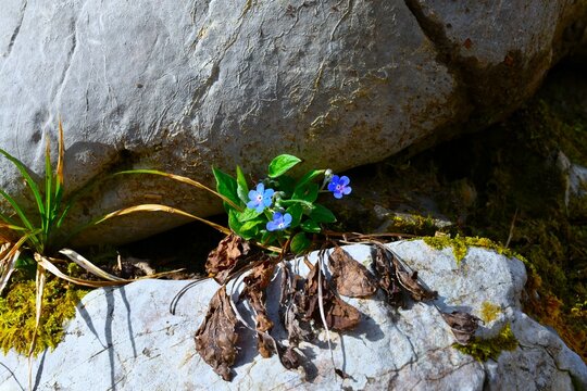 Blue navelwort (Omphalodes verna) spring flowers growing in rock crevice
