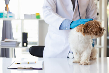 Veterinarians are performing annual check ups on dogs to look for possible illnesses and treat them quickly to ensure the pet's health. veterinarian is examining dog in veterinary clinic for treatment - obrazy, fototapety, plakaty