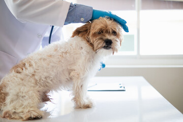 Veterinarians are performing annual check ups on dogs to look for possible illnesses and treat them...