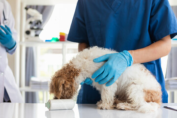 Veterinarians are performing annual check ups on dogs to look for possible illnesses and treat them...