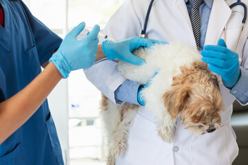 veterinarian is vaccinated for puppy To prevent communicable diseases after veterinarian has made an annual health check for dog. concept of bringing pets to receive annual vaccines from veterinarians - obrazy, fototapety, plakaty