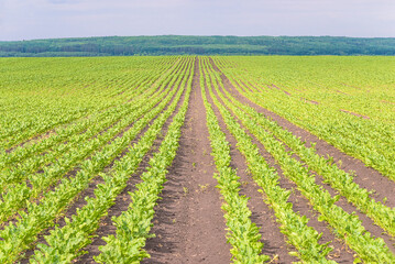 Beautiful agricultural field with young sugar beet plants