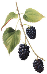 Obraz premium Mulberry isolated on transparent background old botanical illustration