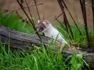 Close-up of a Stoat in Partial Ermine