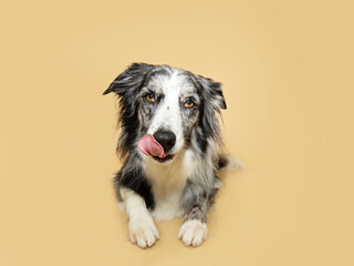 hungry merle border collie dog eating and licking its lips with tongue. Isolated on beige background